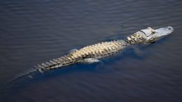 An alligator walks into a baseball game